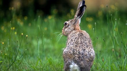 Ein Feldhase auf einer Wiese. In Lichtenberg werden bald mehr Tiere erwartet. Bürger sollen Sichtungen melden. 
