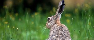 Ein Feldhase auf einer Wiese. In Lichtenberg werden bald mehr Tiere erwartet. Bürger sollen Sichtungen melden. 
