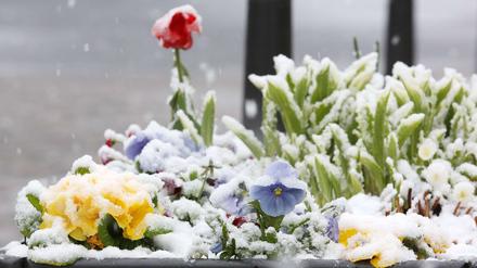 Wintereinbruch in Nordrhein-Westfalen Mit Schnee bedeckte Hornveilchen und Primeln.