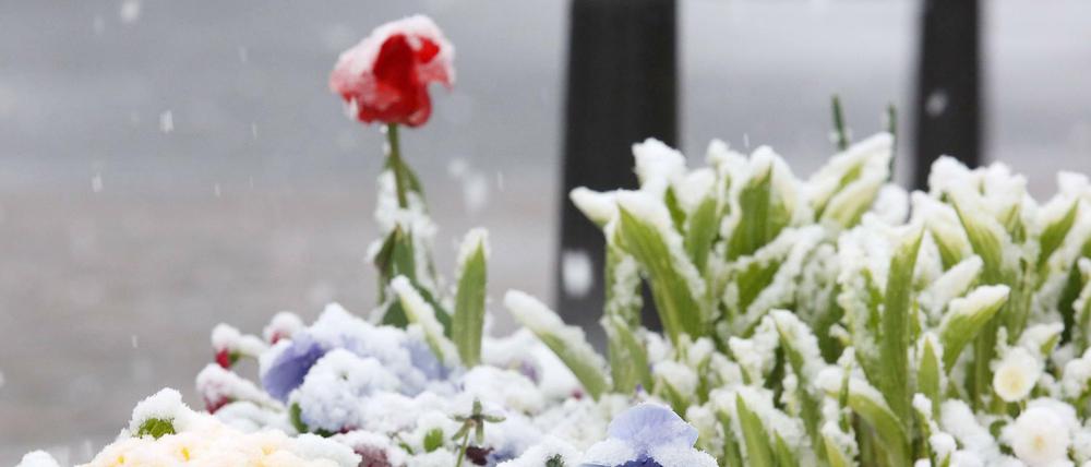 Wintereinbruch in Nordrhein-Westfalen Mit Schnee bedeckte Hornveilchen und Primeln.