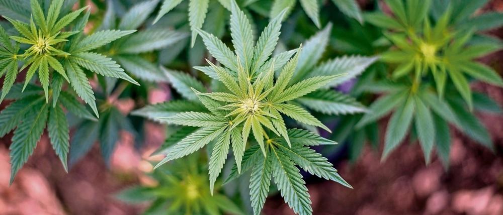 Der Besitz von 30 Gramm Cannabis soll in Kanada legal werden.
