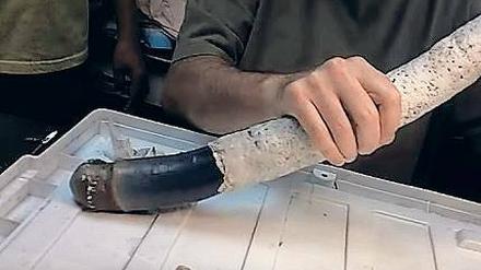 Mief zum Mittag: Bakterien machen aus Faulgas Futter für den Riesenwurm. 