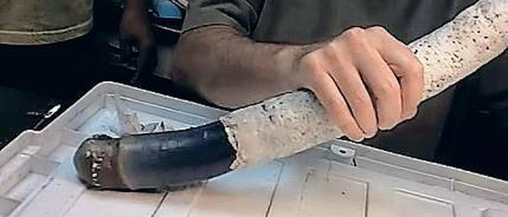 Mief zum Mittag: Bakterien machen aus Faulgas Futter für den Riesenwurm. 