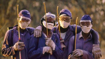 Arbeiter in Botswana sprühen Insektenvernichtungsmittel gegen die Tsetse-Fliege. Sie überträgt die afrikanische Schlafkrankheit. 