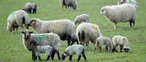 Die Forscher zählen zwischen 500 und 600 Hausschafs-Rassen weltweit. Es gibt sie in sämtlichen Klimazonen. Unser Foto zeigt Lämmer mit Muttertieren auf einer Weide in Aukrug-Homfeld (Schleswig-Holstein).