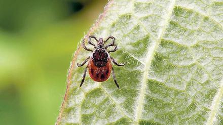 Stichhaltige Beweise für ein erhöhtes Risiko von Zeckenbissen bei Outdoor-Aktivitäten haben Forscher bei der Untersuchung von Querfeldein-Läufern gesammelt. 