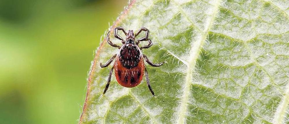 Stichhaltige Beweise für ein erhöhtes Risiko von Zeckenbissen bei Outdoor-Aktivitäten haben Forscher bei der Untersuchung von Querfeldein-Läufern gesammelt. 