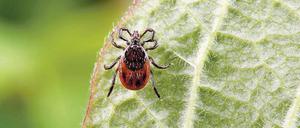 Stichhaltige Beweise für ein erhöhtes Risiko von Zeckenbissen bei Outdoor-Aktivitäten haben Forscher bei der Untersuchung von Querfeldein-Läufern gesammelt. 