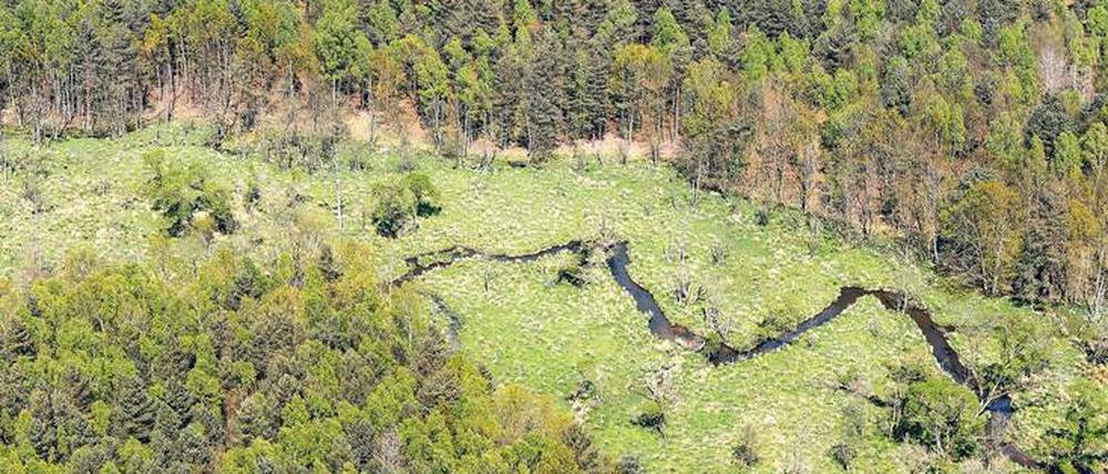 Auf einem ehemaligen Truppenübungsplatz der Roten Armee in der Königsbrücker Heide darf sich die Natur auf 50 Quadratkilometern ungestört ausbreiten.