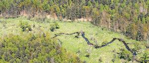 Auf einem ehemaligen Truppenübungsplatz der Roten Armee in der Königsbrücker Heide darf sich die Natur auf 50 Quadratkilometern ungestört ausbreiten.