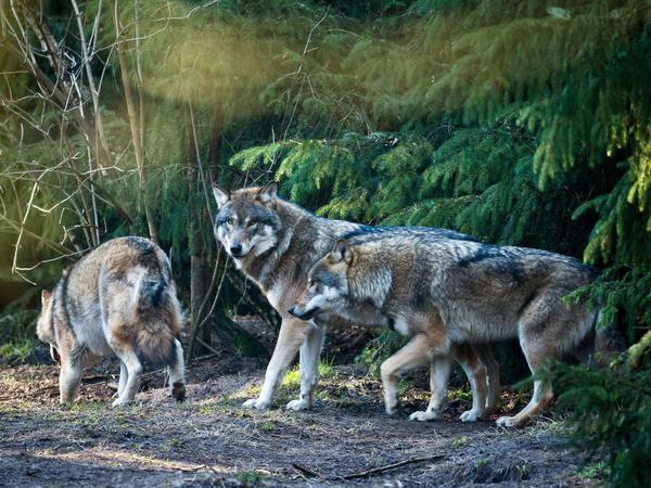 Isegrim. Auch Wölfe leben in der Königsbrücker Heide.