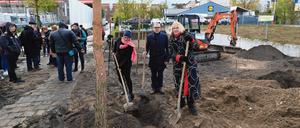 24 Kiefern gegen das Vergessen. Pflanzung von Kiefern für den Gedenkort in Moabit. 