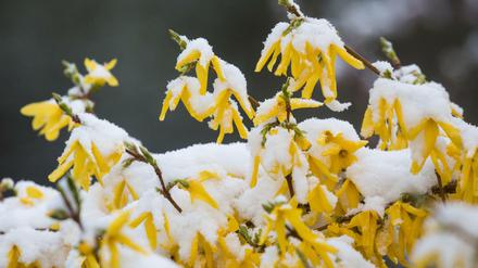 Die Blüten einer Forsythie. Drumherum ist es kalt.