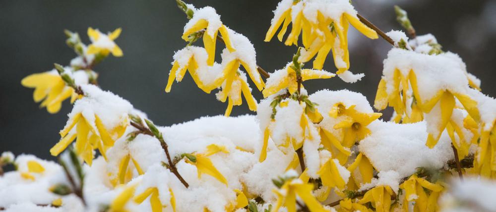 Die Blüten einer Forsythie. Drumherum ist es kalt.