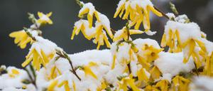 Die Blüten einer Forsythie. Drumherum ist es kalt.