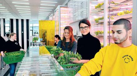 Frisch geerntet: Gründerin des Restaurants "Good Bank" Ema Paulin (mitte) mit Babygrünkohl, der in den Indoorfarmen angebaut wurde.