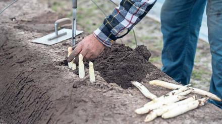 Spargelzeit. 80 Prozent der Saisonkräfte, die bei der Ente helfen, kommen aus Polen. Nicht nur in der Landwirtschaft üben sie Jobs aus, die anstrengend sind. 
