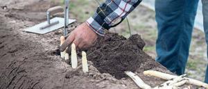 Spargelzeit. 80 Prozent der Saisonkräfte, die bei der Ente helfen, kommen aus Polen. Nicht nur in der Landwirtschaft üben sie Jobs aus, die anstrengend sind. 