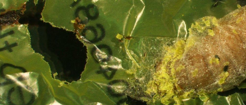 Plastikmahlzeit: Wachsmotten besitzen offenbar Enzyme, mit denen sie Polyethylen-Plastiktüten, die bislang als biologisch nicht abbaubar galten, verdauen können.