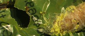 Plastikmahlzeit: Wachsmotten besitzen offenbar Enzyme, mit denen sie Polyethylen-Plastiktüten, die bislang als biologisch nicht abbaubar galten, verdauen können.