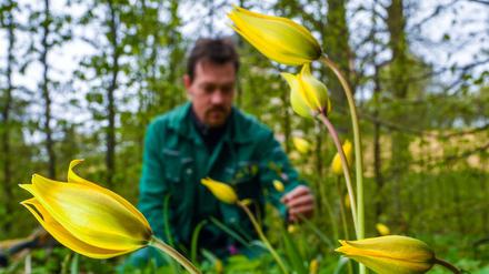 Der Gärtnermeister Ralf Mainz zeigt am 21.04.2017 wilde Tulpen im Klostergarten in Neuzelle (Brandenburg). 