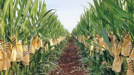 Weg in die Zukunft. Dupont Pioneer arbeitet bereits mit der Crispr-Technik. Das Bild zeigt die mit der Methode erzeugte „Waxy Corn“-Maissorte.
