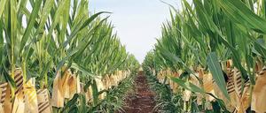 Weg in die Zukunft. Dupont Pioneer arbeitet bereits mit der Crispr-Technik. Das Bild zeigt die mit der Methode erzeugte „Waxy Corn“-Maissorte.