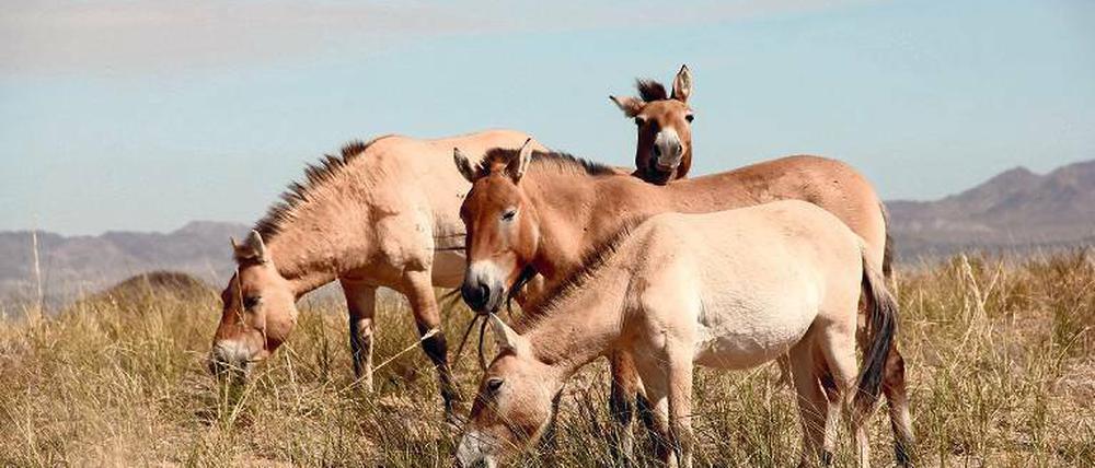 Urtier: Przewalski-Wildpferde beim Grasen in der Mongolei.