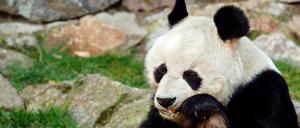 Schwarz-weißer Flausch. Bis zu seinem Tod 2012 knabberte Pandabär Bao Bao seinen Bambus im Berliner Zoo. Nun bekommt er Nachfolger. 