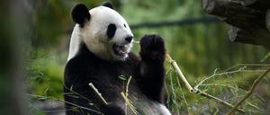 Zwei solcher süßen Bären tollen bald auch durch den Berliner Zoo, hier eine Bärendame in Saint-Aignan, Frankreich.