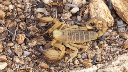 Achtung giftig! Gerade mal ein paar Zentimeter ist der gelbe Mittelmeer-Skorpion groß, aber sein Stich kann tödlich sein.
