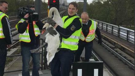 Beamte der Bundespolizei retten einen Schwan aus dem Gleisbett.