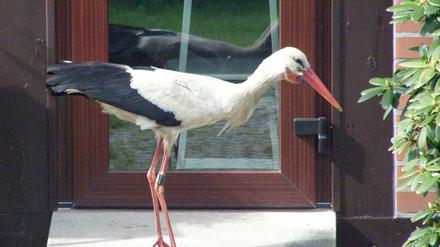 Bei diesem Storch handelt es sich nach Angaben der Ortsvorsteherin von Glambeck um Ronny.
