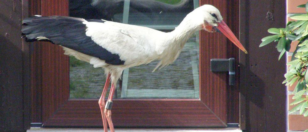 Bei diesem Storch handelt es sich nach Angaben der Ortsvorsteherin von Glambeck um Ronny.