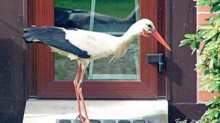 Sieht süß aus, kann aber nerven: Rüpel-Storch Ronny, fotografiert im vergangenen Sommer. 