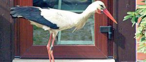 Sieht süß aus, kann aber nerven: Rüpel-Storch Ronny, fotografiert im vergangenen Sommer. 