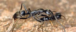 Ein Duftstoff animiert Raubameisen zum Sanitätsdienst.