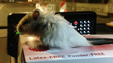 Dieser Hamster konnte noch von der Berliner Polizei gerettet werden. Aber was wird aus dem Feldhamster?