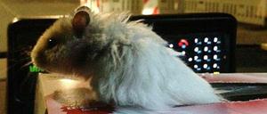 Dieser Hamster konnte noch von der Berliner Polizei gerettet werden. Aber was wird aus dem Feldhamster?