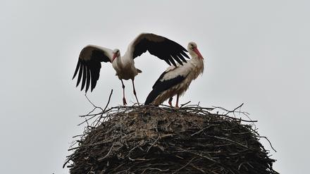 Ronny kümmert sich liebevoll um seine Gattin und die Eier im Nest.