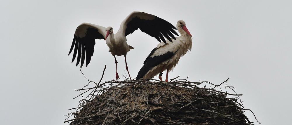 Ronny kümmert sich liebevoll um seine Gattin und die Eier im Nest.