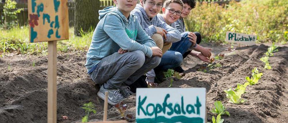 Lenz, Viktor, Jonathan und Florian aus der 6a macht die Arbeit auf dem neuen Schulacker des Schadow-Gymnasiums Spaß.