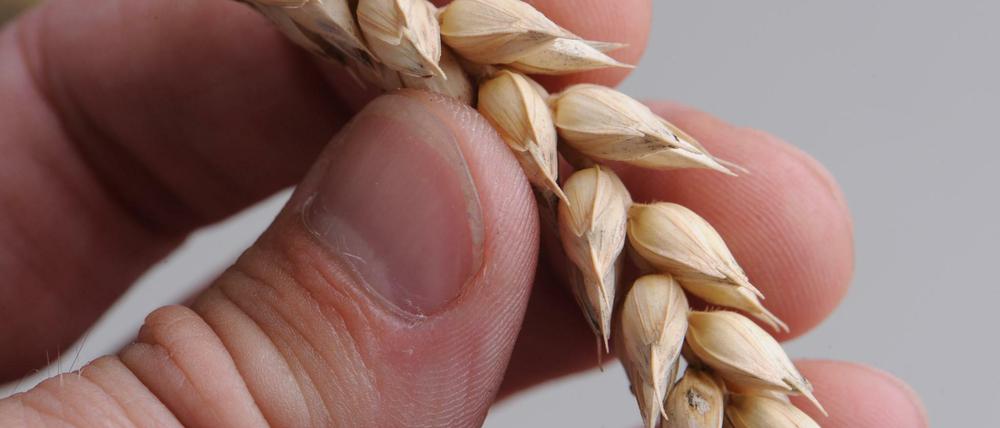 Ähre des Argwohns. Viele Menschen misstrauen mittlerweile dem Weizenkorn, weil es Gluten enthält.
