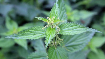 Brennnesseln verband man früh mit Schmerz und Qualen, dabei steckt in der Pflanze so viel Gutes.