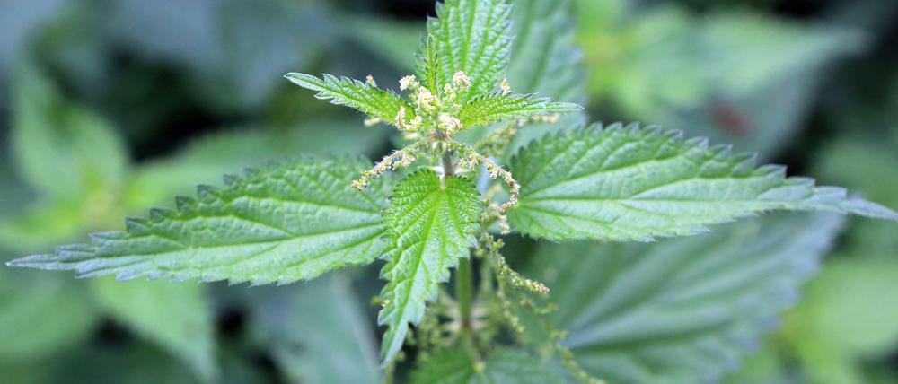 Brennnesseln verband man früh mit Schmerz und Qualen, dabei steckt in der Pflanze so viel Gutes.