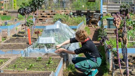 Der Garten hat 50 Gemeinschaftsbeete deren Erträge im Gartencafé verarbeitet und verkauft werden.