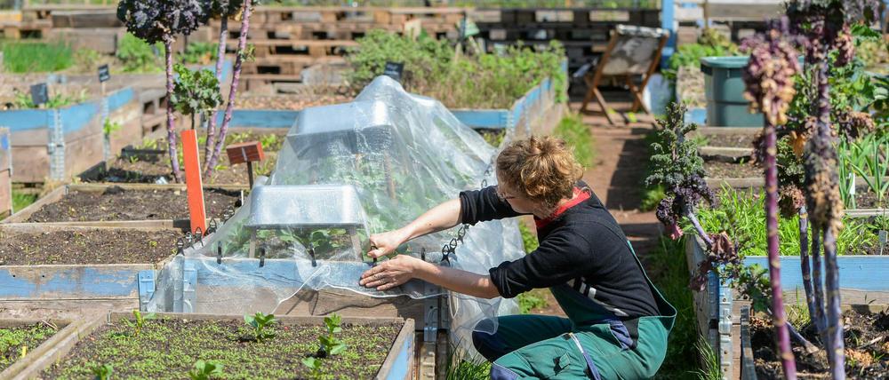 Der Garten hat 50 Gemeinschaftsbeete deren Erträge im Gartencafé verarbeitet und verkauft werden.