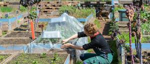 Der Garten hat 50 Gemeinschaftsbeete deren Erträge im Gartencafé verarbeitet und verkauft werden.