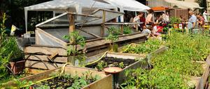 Paradies mitten im Wedding, Nähe Leopoldplatz: Rund 300 solcher Pflanzkästen gehören zum "Himmelbeet". 