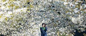 Vor dem Frost: Wie hier in Werder standen die Kirschen Anfang April in voller Blüte, dann kam die Kälte.